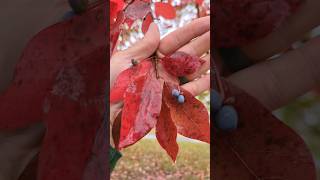 GREAT YARD TREE for FALL FOLIAGE!