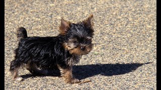 Yorkie AKC Male & Female Puppies born on 1st of August 2017