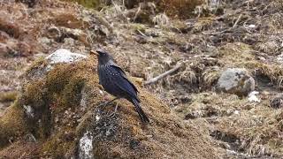 Blue Whistling-Thrush Sela Pass, Arunachal Pradesh, March 2024