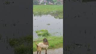 #deshi swimming pool #nature