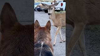 Aggressive Deer Vs German Shepherd