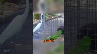 The Encounter Between a Black Eagle and a White Egret #shorts