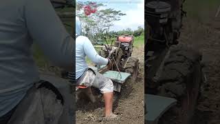 Tilling Old Raised Bed - Rotary Tractor Motoblok #shorts #tractor #traktor #farmequipment #motoblok