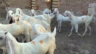 Qasmi goat farm of breeding setup pipar. Ful quality sojat female sojat haydirabadi caros female.