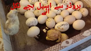 اج ہمارے بروڈر سے 2بچے نکل ائے#pets #petsvlogs #chiks