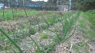 【自然農】2024年11月24日 絹さや・実エンドウ発芽の様子・極早生玉ねぎの補い【natural farming】