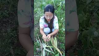 #harvest2023 #zirovalley#arunachalpradesh #shortvideo #youtubeshorts