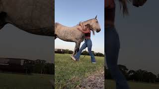 conexión entre caballo y mujer  #caballos #caballo #shorts #mujer