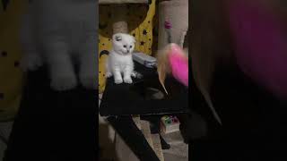 1 month old scottish fold female