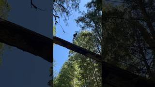 INSANE 70 FOOT TREE JUMP WITH MULLET😨