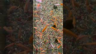 Goldfish Swimming After Feeding Relax