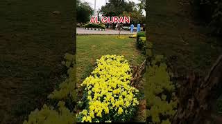 Surah Mulk #quran #surah #surahmulk #viral #shorts #youtubeshorts #lifestylewithsadia