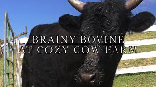 Brainy Bovine