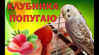 Можно ли попугаю клубнику?! Как давать клубнику попугаю?