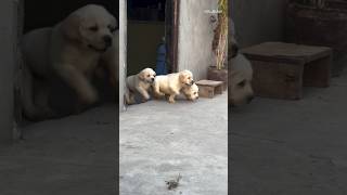 Cute puppy 😍 🐕 #ds_media #cutepuppy #doglover #petlover #ytshorts #viralvideo #trendingshorts