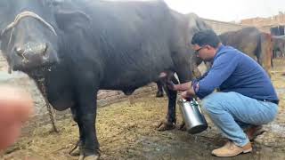 Buffalo milk is great for healthy bones, dental health and cardiovascular health | TOQEER MAZHAR |