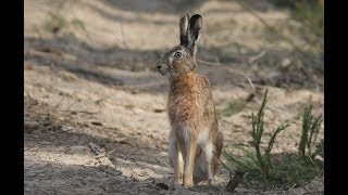 European Hare in wildlife