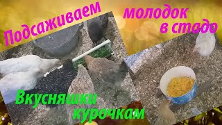 Подсаживаем кур- молодок в основную стаю / Расширяем рацион курочкам в холодное время года.