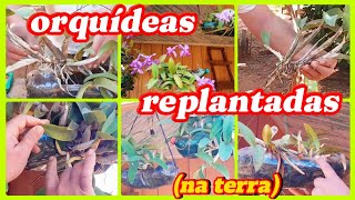 Como replantar mudas de orquídeas em (GARRAFAS PET E NA TERRA)?Vou ensinar[passo a passo]!