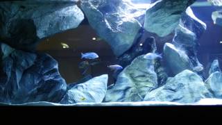 LAZIC DESIGN AQUARIUM ART