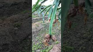 #farming #dragonfruitfarming ready for cutting