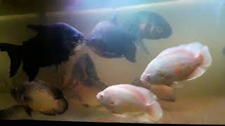 Giant oscar and red belly pacu community tank....