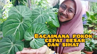 cara pokok cepat besar dan sihat