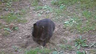 rabbits in the garden 2