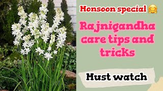 Rajnigandha care tips and tricks || Must watch || Detailed information #gardening #foryou #viral