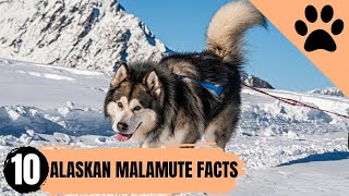 10 incredible Facts about Alaskan Malamutes