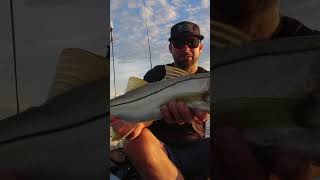 Big Topwater SNOOK on 13 Fishing AL13! #13fishing #fishing #florida #kayak #snook #america