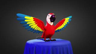 Macaw 3D model