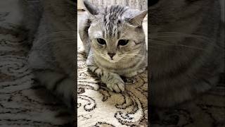 Разговор квадробера с Алисой #cat #алиса #смешнойкот #юмор #приколы #прикол #shorts