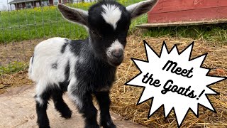 Meet the goats of Gooseberry Bridge Farm!