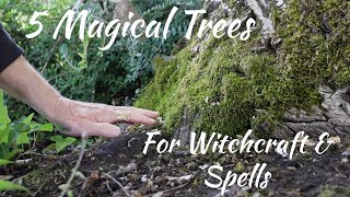 Five Magical Trees for Witchcraft & Spells