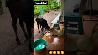 Lover 🥰🥰 caw & dog 🥰🥰 #shorts #trending #funny