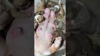 صغار الكلاب اللطيفة #puppy