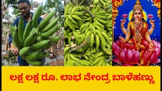 ಲಕ್ಷ ಲಕ್ಷ ರೂ. ಲಾಭ ನೇಂದ್ರ ಬಾಳೆಹಣ್ಣು Farmer Ramesh 9972449052 Banana Farming