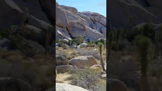 Hall of Horrors - Joshua Tree National Park #shorts #roadtosomethingnew