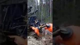 Лесовосстановление по-нашему 🌲🌲🌲