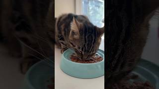 My cat eats lunch with me #shorts #reels #catfood #ytshots #trending