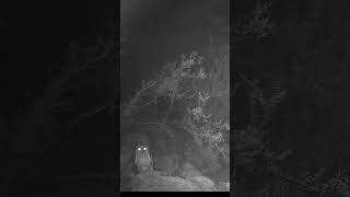 Western screech owl. #owl #owls #trailcam #wildlife