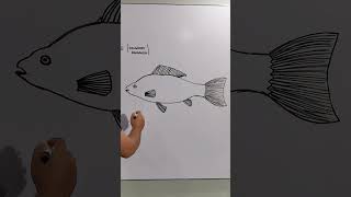 Drawing a Fish