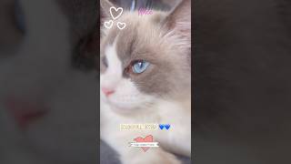 Oggi compio 9 mesi 😻 Mi fate gli auguri? 💙 Ragdoll Eyes 💙 #cat #ragdoll #viral #cute