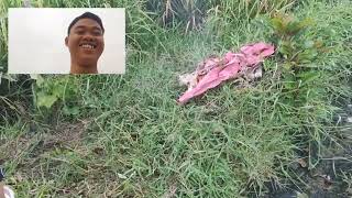 Memetik Sayur Kangkung dan Lembayung di Sawah