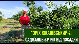 №134 Саджанці горіха "Юкаліський-2" - особливості сорту 5-й рік від посадки