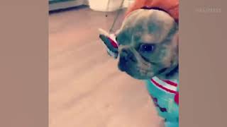 French Bulldog Puppy Dressed As Chucky