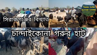 চান্দাইকোনা গরুর হাট Chandaikona Cow Market