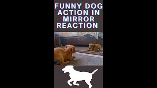 Funny Dog Action In Mirror Reaction #shorts #funnydoggydog #youtubeshorts #shortsvideo