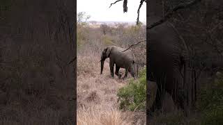 Elephant in Kruger National Park, South Africa.